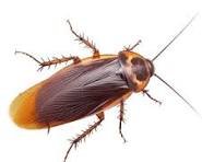 Cockroaches