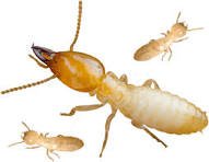 Termites