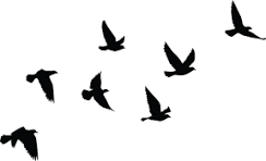 Birds