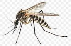 Mosquitoes